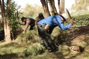 Producción y reciclaje de árboles de navidad protege el medio ambiente y reduce la tala clandestina: SMA