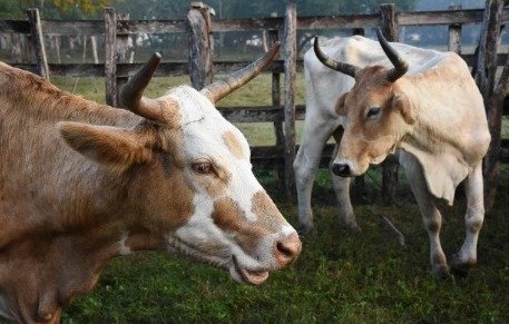 Publican acuerdo para Campaña Nacional contra la Tuberculosis Bovina